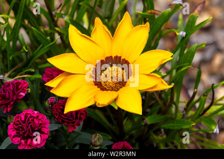 Gazania linearis Astercceae in einem Garten Topf Blütezeit im Sommer, Northampton, Großbritannien. Stockfoto