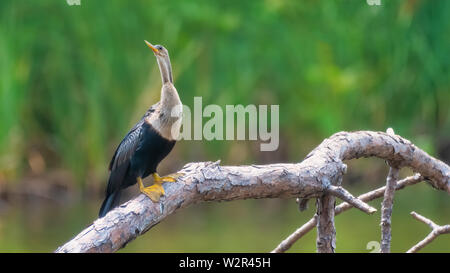 Am See Caroline in Panama City, Florida. Anhinga Vogel thront auf Pine Tree Extremität, wurde durch den Hurrikan Michael niederwarf. Stockfoto