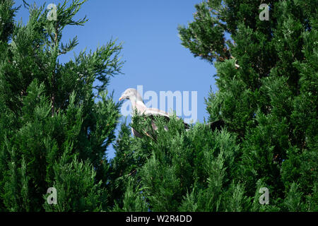 Eine Taube in der nadelbäume vor blauem Himmel thront auf einem warmen Sommern Tag Stockfoto