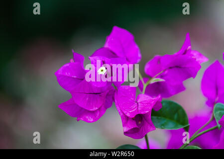 Bougainvillea glabra blüht lila Blüten Stockfoto