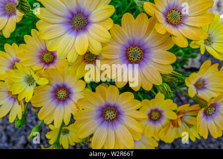 Nahaufnahme von Gelb zier Gänseblümchen, blue eyed beauty African Daisy. Stockfoto