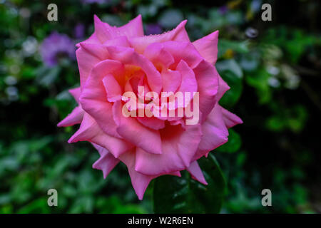 Nahaufnahme von Single rosa Rose mit Wassertropfen und einem grünen difussed Hintergrund. Stockfoto