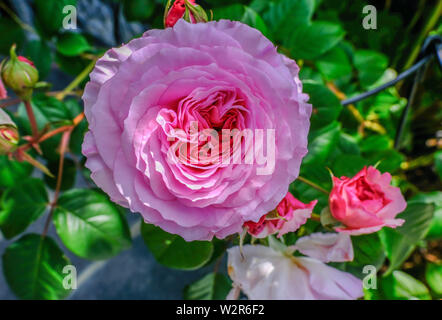 Alte Englische Rose in der Mitte des Rahmens mit Knospen und Blätter hinter sich. Stockfoto