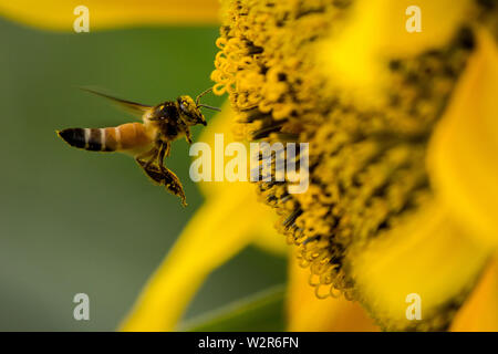 Honey Bee in Richtung der Sonnenblume für das Sammeln von Nektar und Pollen mit Pollen, Staub auf seine volle Gesicht fliegen. Nahaufnahme hohe Geschwindigkeit Makroaufnahmen. Stockfoto