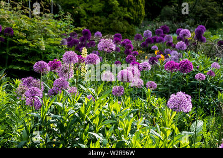 In der Nähe von Bed rosa und lila Alliums mit üppigen Laub. Stockfoto