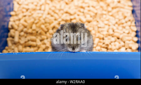 Kleine hamster isst und sitzt in seinem Haus auf der Wurf Stockfoto