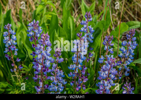 Lila Lupinen hautnah in einem Feld an einem sonnigen Tag im Frühling mit anderen Pflanzen, um Sie im Hintergrund wächst Stockfoto