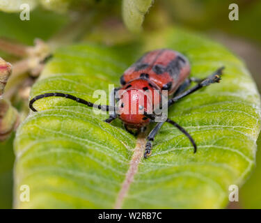 Rote Seidenpflanze Käfer auf milkweed Werk in wildflower Garden. Detailansicht übersicht Detail auf Insekt Stockfoto