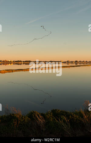 Vögel, die sich in der Ausbildung mit seiner Reflexion über das Wasser in der Lagune Albufera, im Naturpark Albufera, Valencia, Spanien Stockfoto