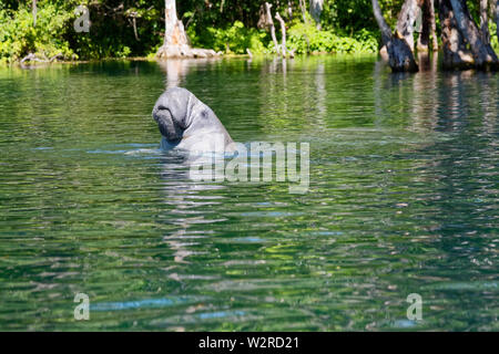 West Indian manatee; Kopf über Wasser, Atmung, borstige Schnauze, große Aquatic Animal ; Meeressäugetier; widlife; Natur, Trichechus Manatus Silber Spri Stockfoto