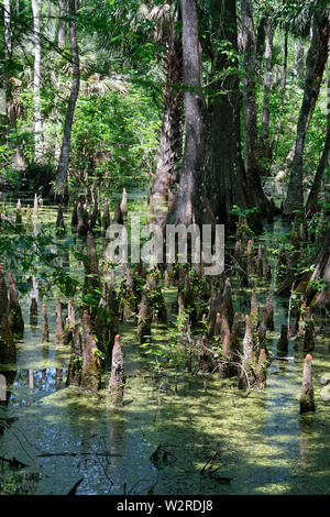 Teich Szene, Cypress Tree Knie wachsende, Wasser, Bäume, Abschaum, Natur, Silver Springs State Park, Silver Springs, FL, Florida, Feder, horizontal Stockfoto