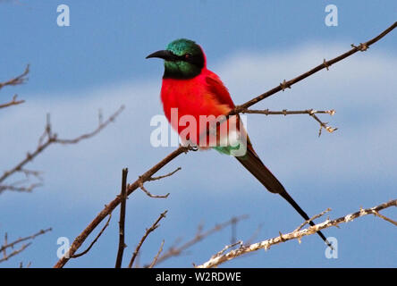 Das Spektakel dieser bunten Zugvögel hellt auch die langweiligsten Tag. Herden von nordinsel Carmine Bee-Eaters folgen dem Regen Stockfoto