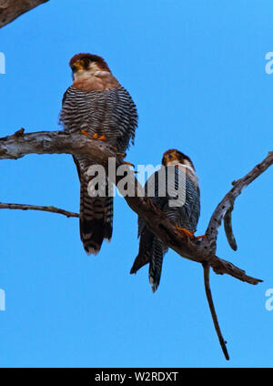 Der Red-necked Falcon ist ein kleines schneidigen Predator der kleinen Vögel, die es im Flug fängt. Sie sind nicht - wo gemeinsame und Grasland bevorzugen Stockfoto