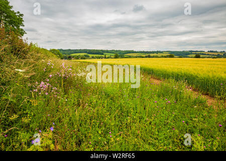 Eine Erhaltung Rand neben dem Feld der Goldenen Gerste in den Cotswolds Stockfoto