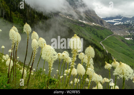 Die Sun Road, mit Bär Gras im Vordergrund, wie aus der Highline Trail, Glacier National Park, Montana, Northern Rockies, USA gesehen. Stockfoto