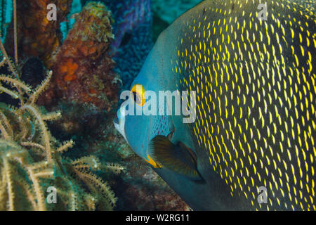 French angelfish, Pomacanthus bedächtig. Karibik, Bonaire, Leeward Antilles. Stockfoto