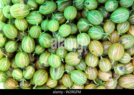 Stachelbeeren Ernte, eine Ernte reifer Stachelbeeren, Ribes uva-Crispa Stockfoto