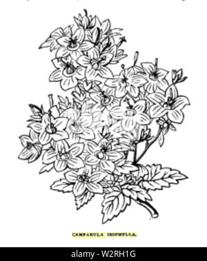 Campanula isophylla Stockfoto