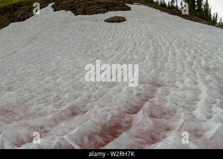 Wassermelone Schnee (Chlamydomonas nivalis) im hohen Land des Glacier National Park Glacier National Park, Montana, nördlichen Rocky Mountains, USA. Stockfoto