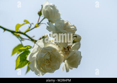 Bunte Nahaufnahme von einem Haufen weiße Direktor benschop Rambler rose Köpfe mit bokeh Hintergrund und detaillierte Blütenblätter Stockfoto