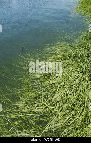 Glatte Cordgrass an der Küste des Long Island Sound, CT, USA Stockfoto