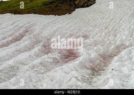 Wassermelone Schnee (Chlamydomonas nivalis) im hohen Land des Glacier National Park Glacier National Park, Montana, nördlichen Rocky Mountains, USA. Stockfoto