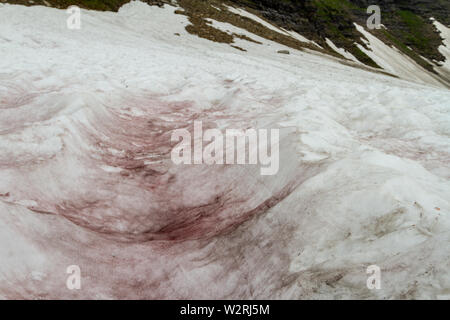 Wassermelone Schnee (Chlamydomonas nivalis) im hohen Land des Glacier National Park Glacier National Park, Montana, nördlichen Rocky Mountains, USA. Stockfoto