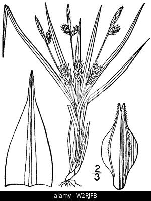 Carex umbellata BB 1946-1974 Stockfoto