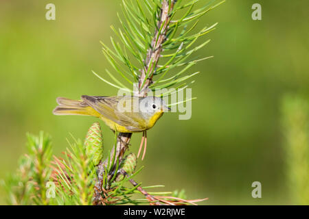 Nashville warbler, Vermivora ruficapilla, auf einem mit Pinien Baum im Frühling gehockt, Nova Scotia, Kanada Stockfoto