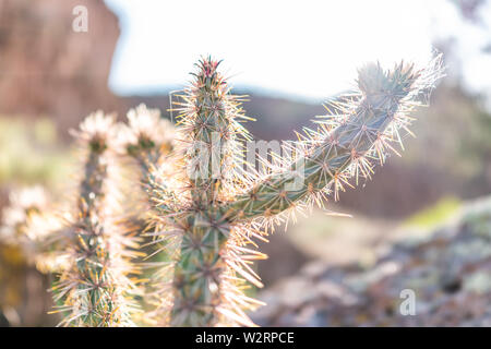 Nahaufnahme von Cane Cholla Cactus und Hintergrundbeleuchtung Sonnenlicht Flair in Main Loop Trail im Bandelier National Monument in New Mexico in Los Alamos Stockfoto