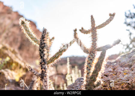 Nahaufnahme von Cane Cholla Cactus mit Sonne in Main Loop Trail im Bandelier National Monument in New Mexico in Los Alamos Stockfoto