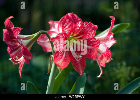 Großblütige Amaryllis mit riesigen Blüten. Es ist eine bauchige Pflanze mit weißen, rosafarbenen oder roten Blumen. Es ist zu Weihnachten beliebt. Stockfoto