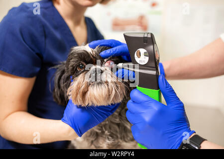 Veterinär- und Augenärzte untersuchen das verletzte Auge eines Hundes und den Druck mit einem tonometer in eine Tierklinik zu messen. Stockfoto