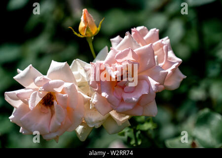 Bunte schließen sich aus mehreren Glendora floribunda rose Köpfe mit bokeh Hintergrund und detaillierte Blütenblätter Stockfoto