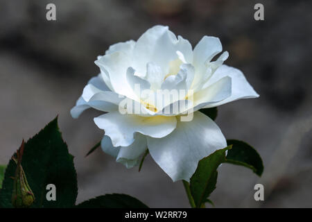 Bunte Nahaufnahme von einem einzigen weißen Class Act floribunda rose Kopf mit bokeh Hintergrund und detaillierte Blütenblätter Stockfoto