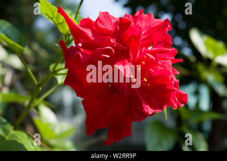 Schöne Zierblume in der Sommerzeit: Hibiscus rosa-sinensis, bekannt als chinesischer Hibiskus, China-Rose, hawaiischer Hibiskus, Rosengalow. Stockfoto