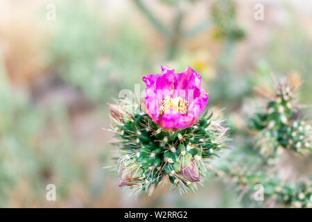 Cane Cholla Cactus mit leuchtenden rosa Blume Makro Nahaufnahme in Main Loop Trail im Bandelier National Monument in New Mexico in Los Alamos Stockfoto
