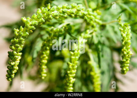 Ragweed, Nahaufnahme Foto schießen. Die winzigen grünen Blumen produzieren riesige Mengen an Pollen, so dass es eine wichtige Erreger von Heuschnupfen. Stockfoto