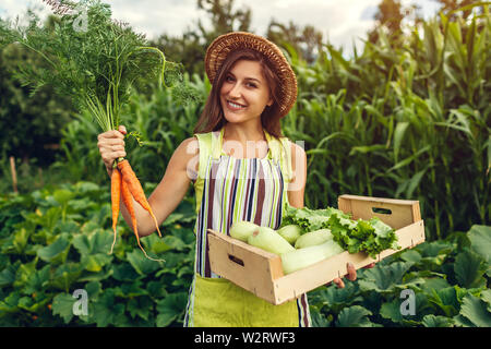 Junge Erzeuger, Karotten und Holzbox mit frischem Gemüse gefüllt. Frau versammelt Sommer Ernte von Kopfsalat und Kürbisse. Gartenarbeit Konzept Stockfoto