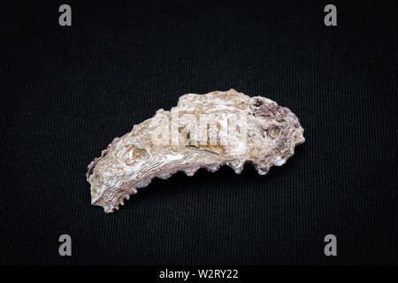 Tropic oyster Sea Shell, die in der australischen Nigaloo Riff Stockfoto