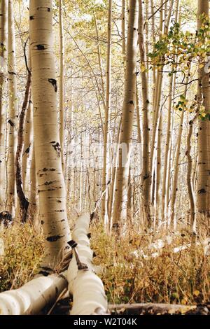 Detaillierte Aufnahme eines schönen Feldes mit Espenbäumen in Ein Wald Stockfoto