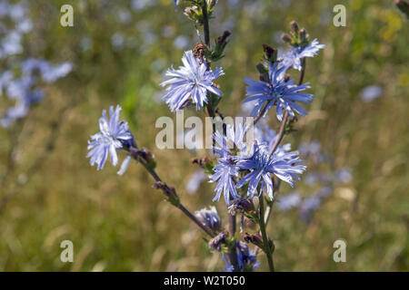 Chicorée Pflanze im Heu wiese Vale von Glamorgan Stockfoto