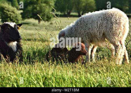 Schafe mit Cub auf einer Wiese Stockfoto