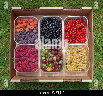 Verschiedene frisch gepflückte belgischen organische Beeren in Kartons auf Gras, Ansicht von oben Stockfoto