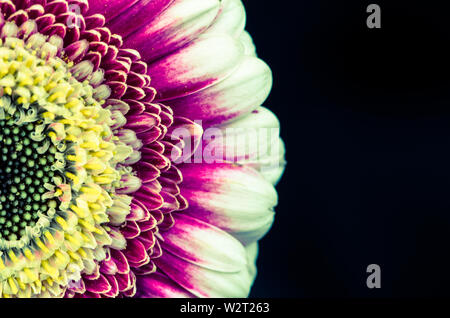 Rosa gerber Blumen auf schwarzem Hintergrund Stockfoto