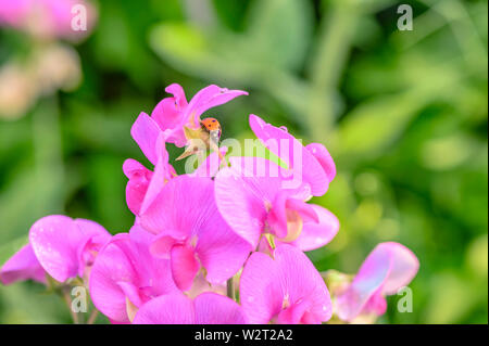 Wild wuchernde rosa Wicke (Vicia), auf dem ein Marienkäfer kriecht. Stockfoto