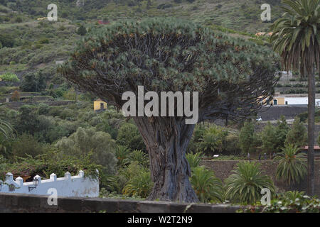 Drachenbaum in Icod de los Vinos, Teneriffa. Stockfoto