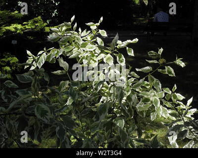 Die Cornus stoconifera Silver und Gold' Baum Stockfoto