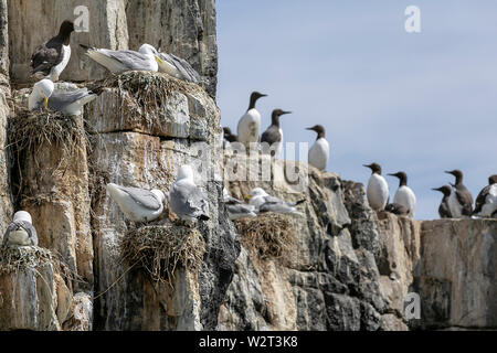 Seevögel in der Farne Islands, Northumberland, Großbritannien Stockfoto