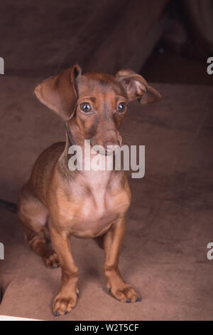 Dackel Hund Sommer Garten Stockfoto